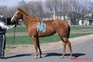 Horse2.gif (205 KB) Horse2