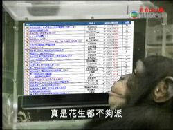 Peanuts Chimpanzee2.jpg