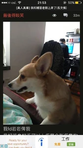 OscarMa dog hkgcap.jpg (49 KB) OscarMa dog hkgcap