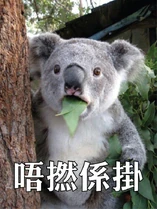 MnVy1.jpg (84 KB) 「唔撚係掛」樹熊版改圖