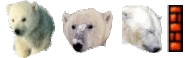 Polarbear 3laugh