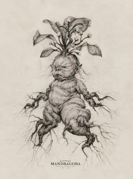 Mandrake, Titan Quest Wiki