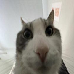 Thud.png
