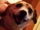 Sparky