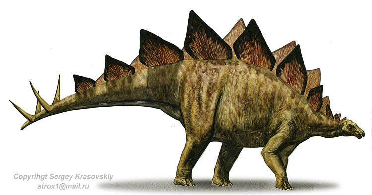 Stegosaurus, Everything Dinosaurs Wiki