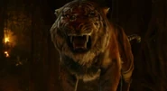 Shere Khan przed ostatnim atakiem na Mowgliego
