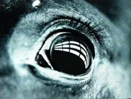 Oko jednego z koni Anny, przerażonych obecnością Samary