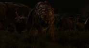 Shere Khan podczas finałowej konfrontacji z Mowglim
