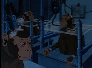 Monkeys having electrodes planted into their heads for cranial research.