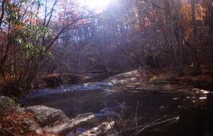 The Black Hills Forest