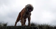 Shere Khan wściekły z powodu ucieczki Mowgliego