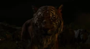 Shere Khan przed finałową konfrontacją z Mowglim