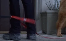 Alice2.png (396 KB) Dog's leash gets wrapped around her legs