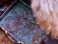 Vlcsnap-2018-11-17-05h59m17s006.png (379 KB)