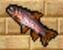 Rainbow Trout
