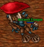 Ancient Fungus