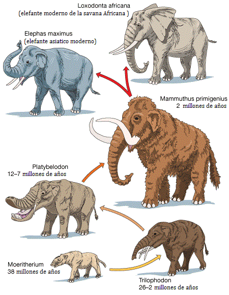 Evolucion del elefante | Wikia Evolución de animales | Fandom Evolucion del elefante | Wikia Evolución de animales | Fandom
