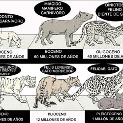 Wikia Evolución de animales | Fandom