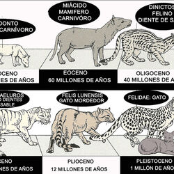 Wikia Evolución de animales | Fandom Wikia Evolución de animales | Fandom