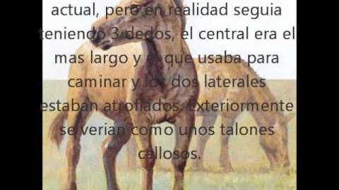 Evolución del caballo