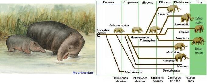 Evolucion del elefante | Wikia Evolución de animales | Fandom