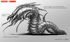 Velvet worm.jpg