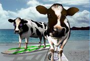 Cows-ps1-alternate