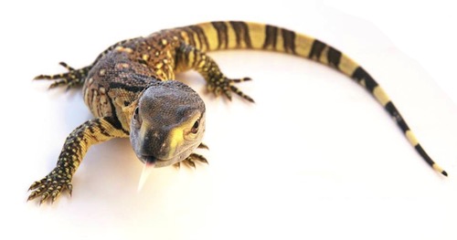 Black Throated Monitor Ex515 Wiki Fandom Black Throated Monitor Ex515 Wiki Fandom