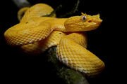Pit Viper Snake.jpg