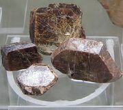 Actininum.jpg