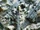 Actinolite