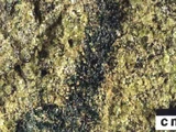 Peridotite