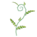 Fairy fern
