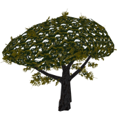 Acacia Tree