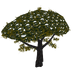 Acacia Tree