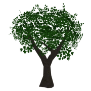 Sycamore tree