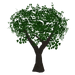 Sycamore tree