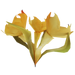 Glow clover