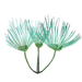 Glow grass