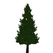 Pine Tree