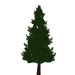 Pine Tree