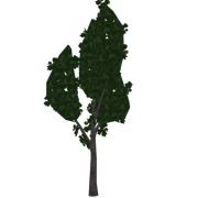 Poplar Tree