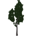 Poplar Tree