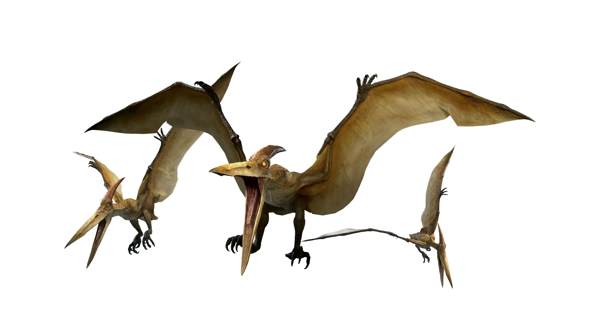 Pteranodon, Dinosaur Wiki