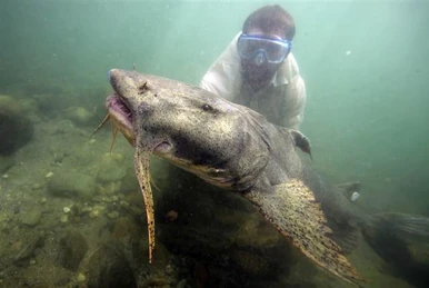 River Monsters Season 10 | River Monsters Wiki | Fandom