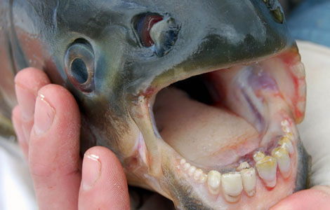 Pacu Exotic Fish Wiki Fandom