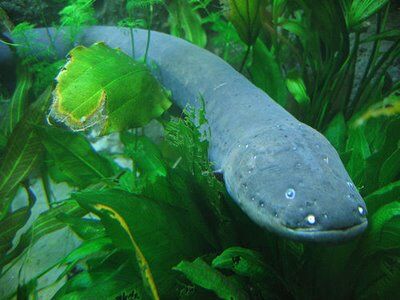 Electric Eel, Exotic Fish Wiki