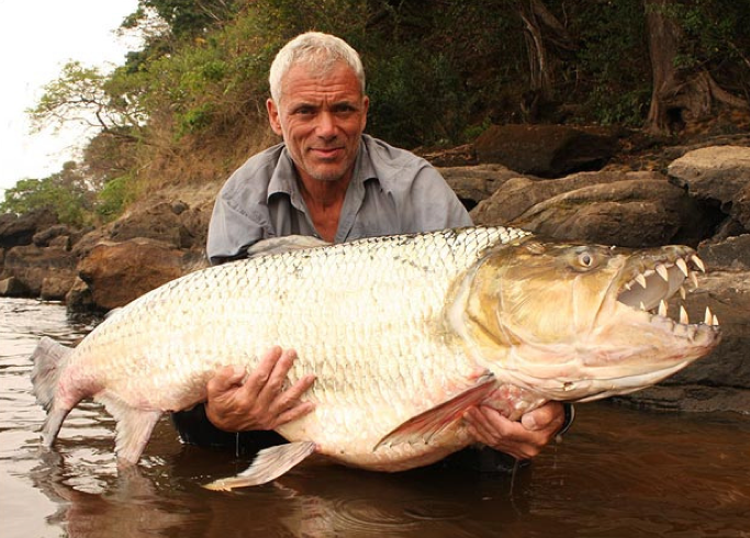 Goliath Tigerfish, Exotic Fish Wiki