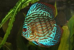 Red Turquoise Discus