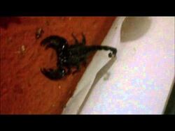 Cheap-exotic-pets-emperor-scorpion